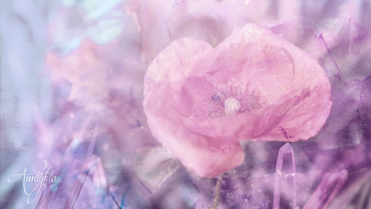 Red Poppy Flower Meaning Dictionary